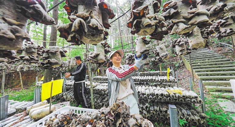 发展产业调研】林下生金不朽情缘游戏【高质量(图2)